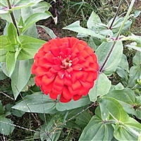 沁馨