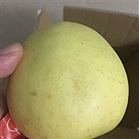 金薇