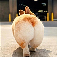 胖达