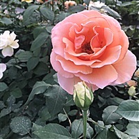 想做个阳光女孩