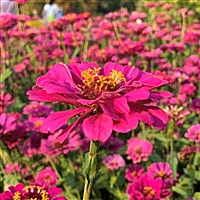 范范