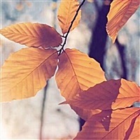 小小吴吖