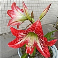 霖宝贝