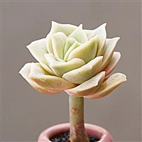 好好的