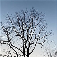 蟹老板的宝宝