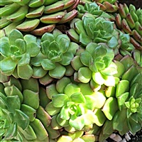 爱情海
