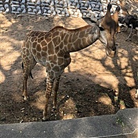 12345打老虎