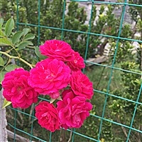 HeyJo