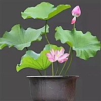 荷荷