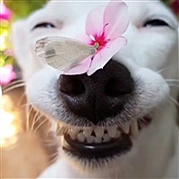 陌