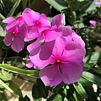 期待花生