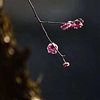 杨洋羊