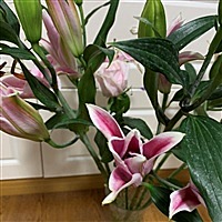 希望之花