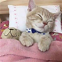 依依衣