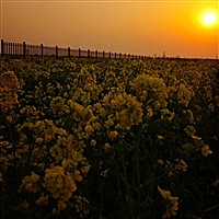 小欢喜Pro