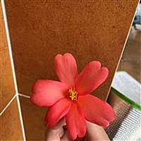 葫芦