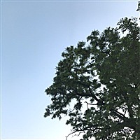 浪浪