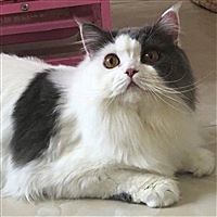 博士一枚