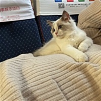 大大莹莹咪咪哇
