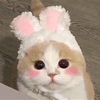 糖糖TZ