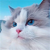 面面