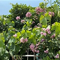 备孕妈妈