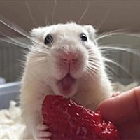 宸