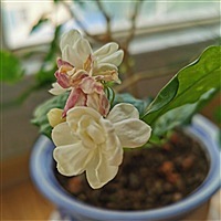 Linda赢