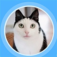 大花猫