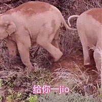 猪猪蜘蛛