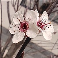 素手挽清风