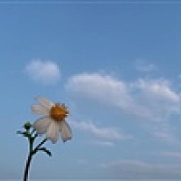 Blank