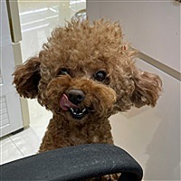 木鱼的小跟班