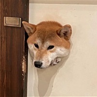 二哈呀