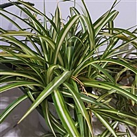 静待花开花落