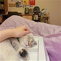 梧桐