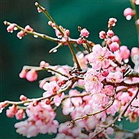谭二虎
