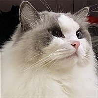 尧遥