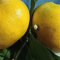 萨如拉