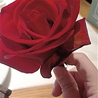 芷晴
