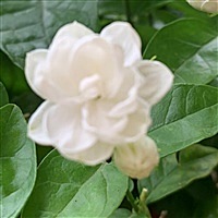 夏鱼了hjh