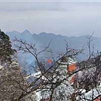 小可爱兔