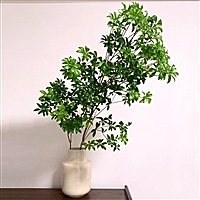 大鱼在我心
