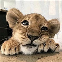 狮Z陪我