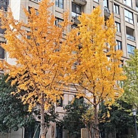 细嗅蔷薇