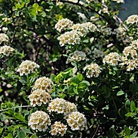 小纪炖蘑菇