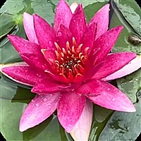 💞 雅💖轩💞