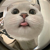 一只小绵羊