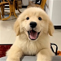 阿白