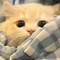 丞丞
